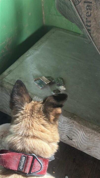 Operação da Polícia em São Joaquim