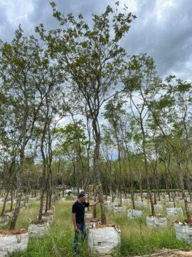 Ipê-amarelo em fase de floração