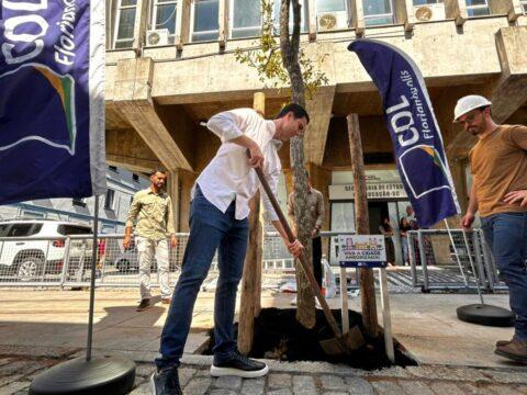 Ipê amarelo adulto no Centro de Florianópolis