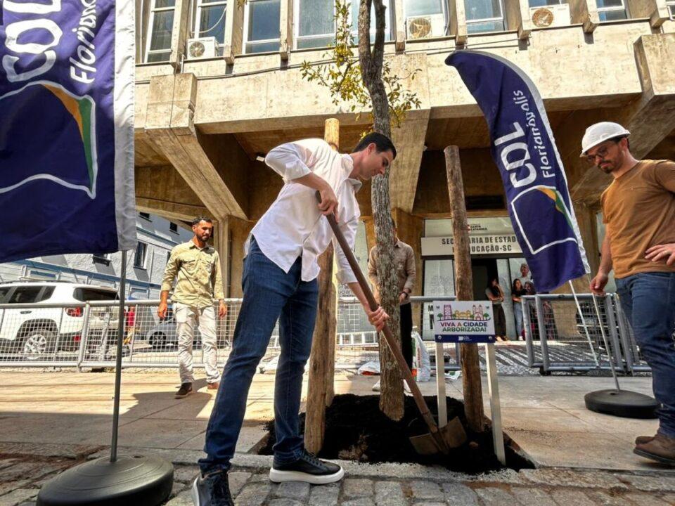Ipê amarelo adulto no Centro de Florianópolis
