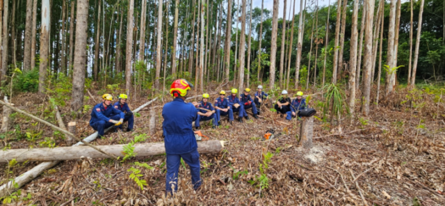 Bombeiros em treinamento de corte de árvores