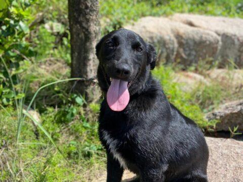 Cão Pumba vítima de atropelamento em Florianópolis