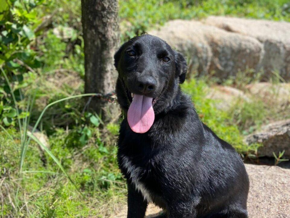 Cão Pumba vítima de atropelamento em Florianópolis