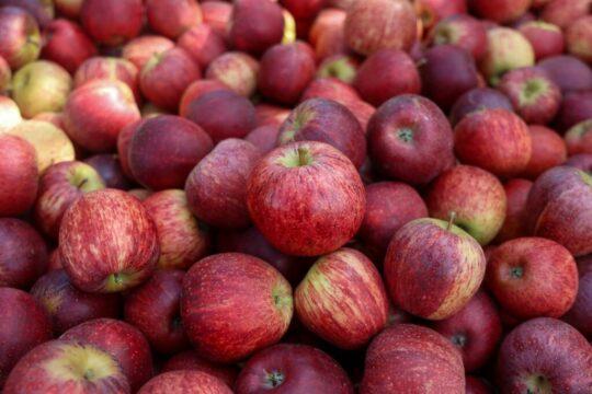 Certificação na Origem - Exportação de Maçã em SC