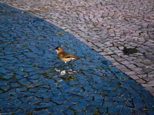 Exposição Fotográfica - UFSC 2026