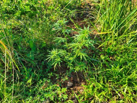 imagem de evidências de cultivo de maconha