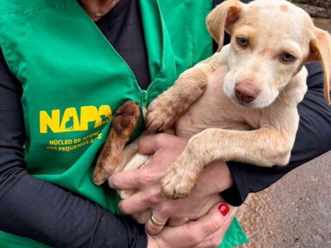 Ilustração de maus-tratos a animais