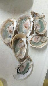 Microalga observada na Baía Sul