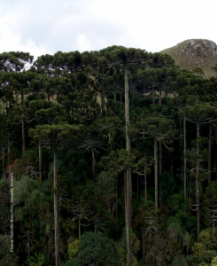 Impactos ambientais e econômicos de supressão de floresta em Canoinhas