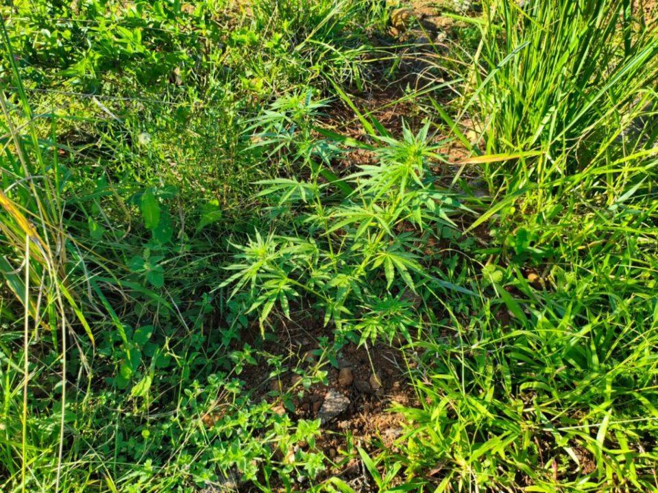 Prisão de idoso por cultivar maconha em Turvo