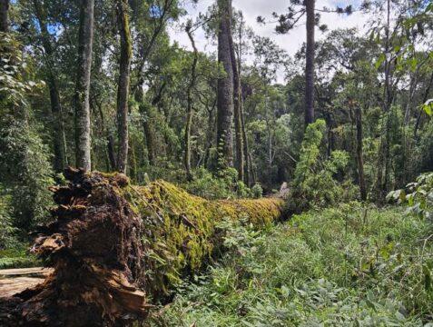 Araucária gigante Pinheirão tombada em Caçador