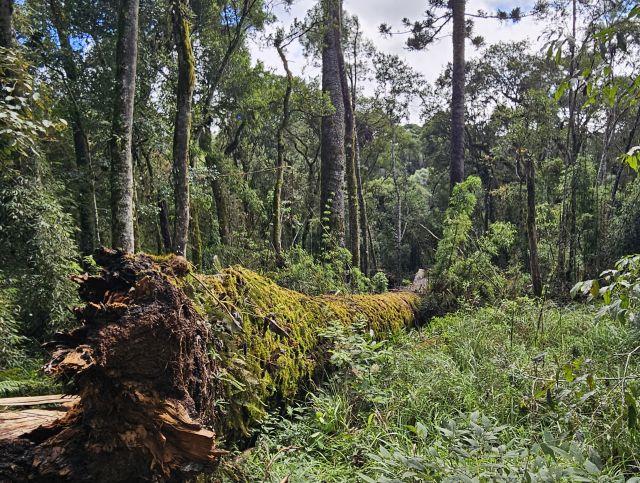 Araucária gigante Pinheirão tombada em Caçador