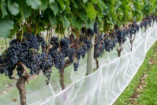 Vinícolas em Santa Catarina